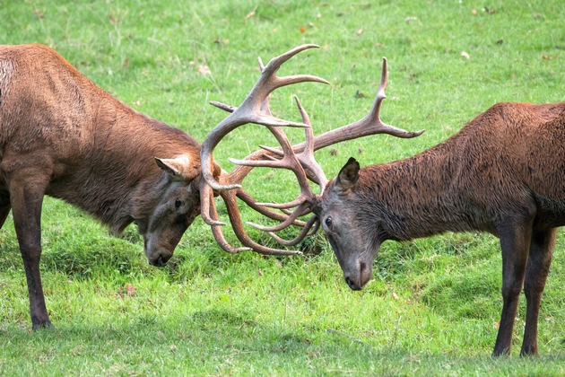 Wenn der Wald erzittert – Hirschbrunft im Wildparadies Tripsdrill