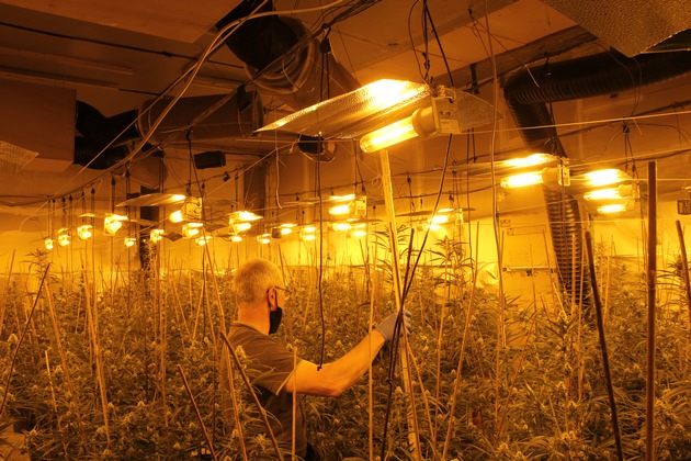 POL-PB: Professionelle Cannabisplantage bei Drogenermittlungen entdeckt