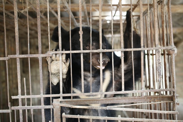 QUATRE PATTES sauve le dernier ours à bile de la province de Son La au Vietnam