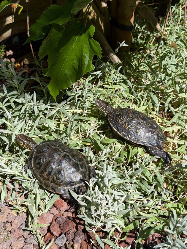 POL-PPMZ: Mainz - die Geschichte hinter der Schildkröte