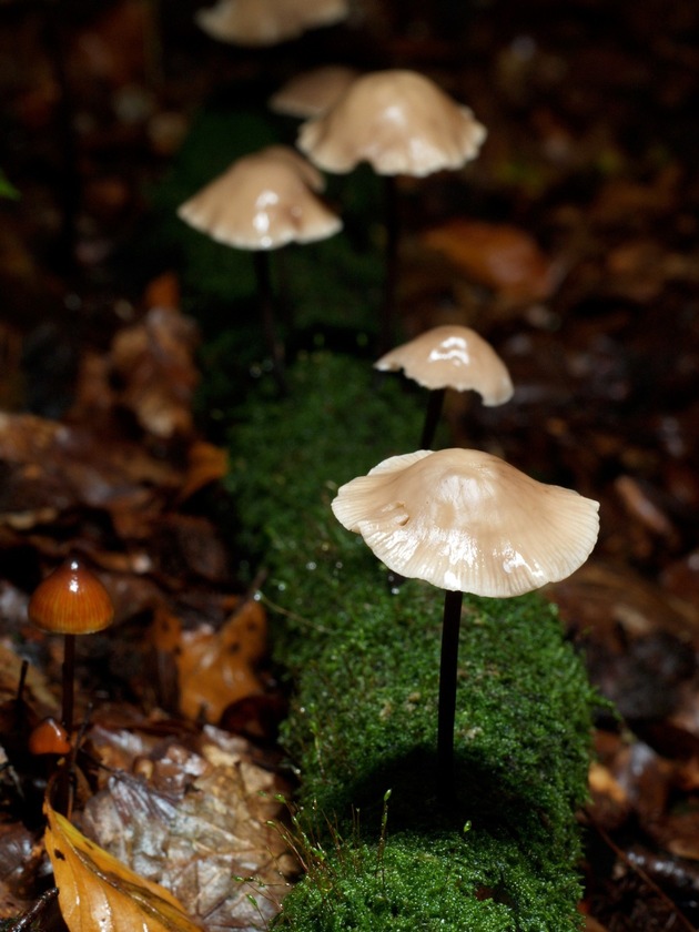 Eschensterben mit Mikroorganismen bekämpfen