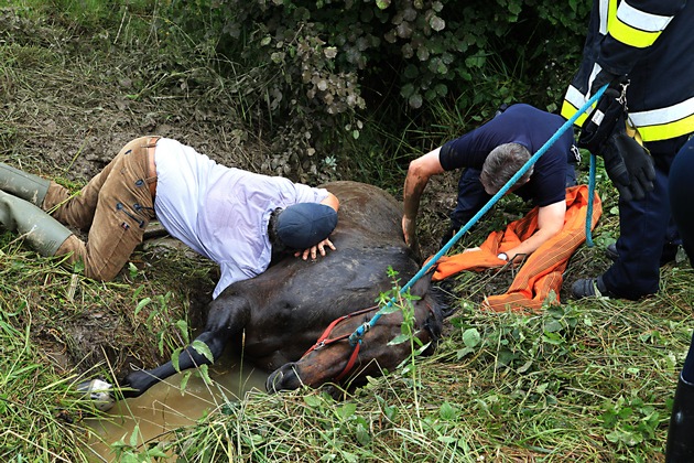 FW-E: Pferd in Bachlauf gestürzt, Zugänglichkeit zum Gelände nur schwer möglich