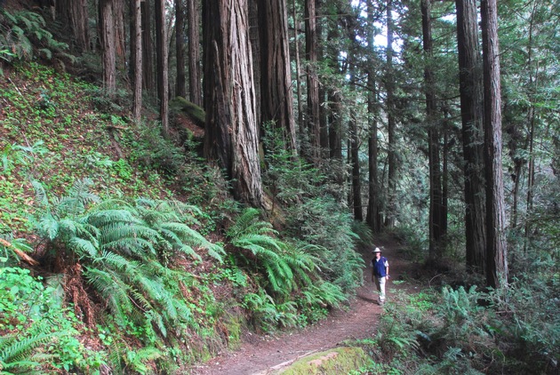Hollywood made in Santa Cruz: Wenn Mammutbaumwälder als Filmkulisse dienen
