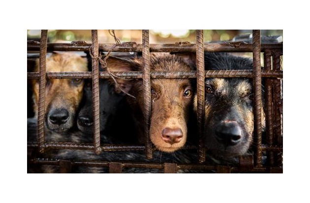 Eine Million Unterschriften gegen den Hunde- und Katzenfleischhandel in Südostasien