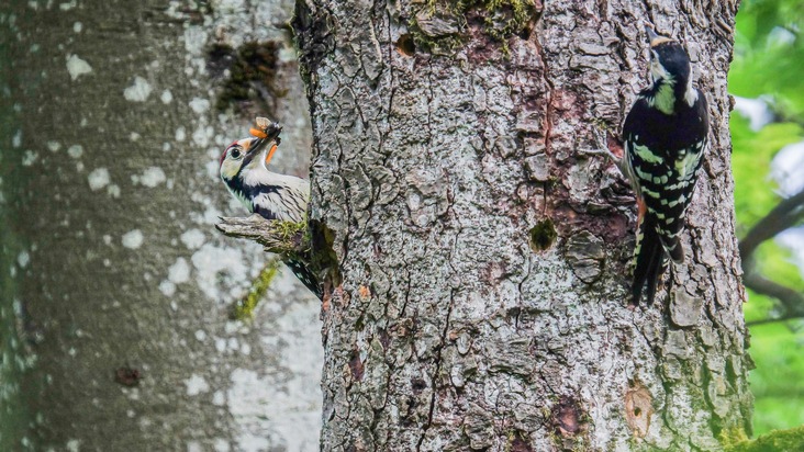 Communiqué de presse : Un pic montre la diversité d’une forêt