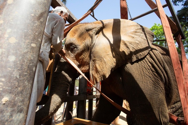 A Karachi, la guérison de  l&#039;éléphante Noor Jehan est en bonne voie