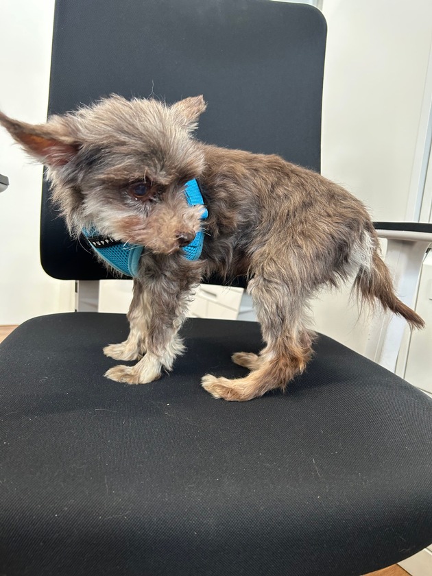 POL-FR: Jestetten: Ausgesetzter Hund in Katzenbox - Polizei sucht Zeugen