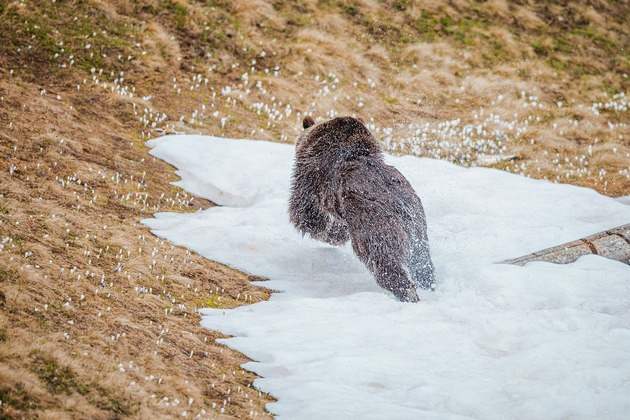 Bärin Jambolina erkundet zum ersten Mal die Natur in der Aroser Bergwelt