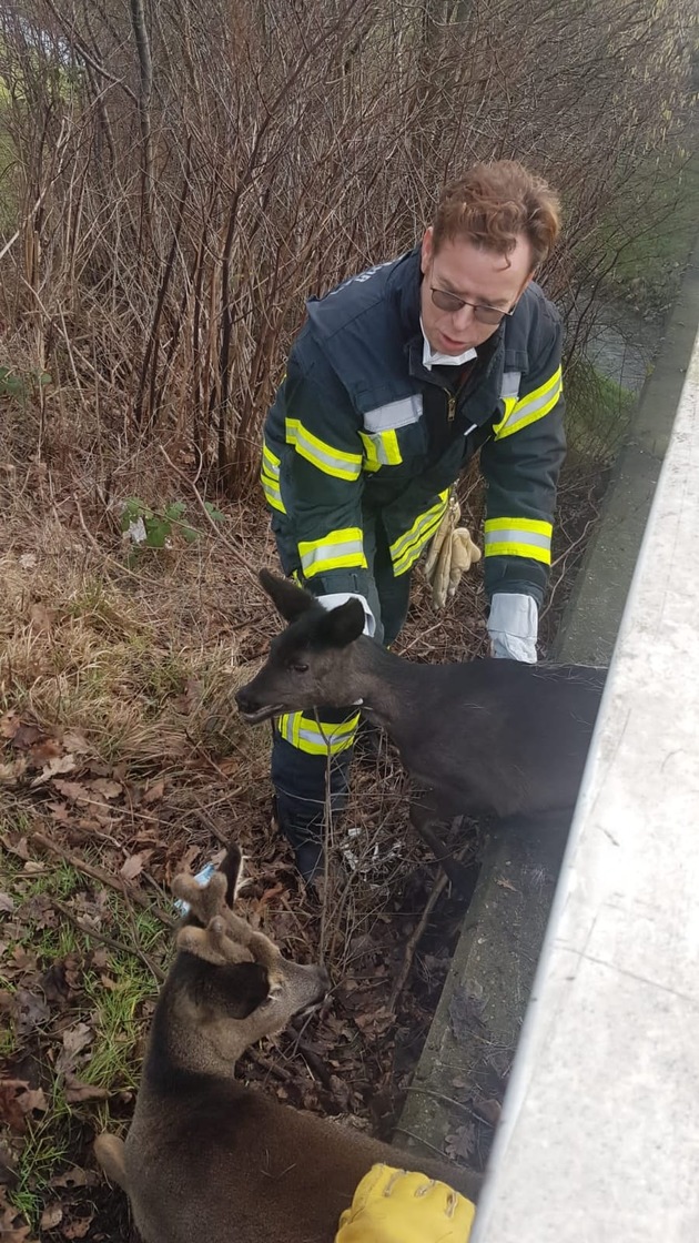 FW-GE: Rehe stecken in Brückengeländer fest / Feuerwehr befreit zwei Rehe aus misslicher Lage