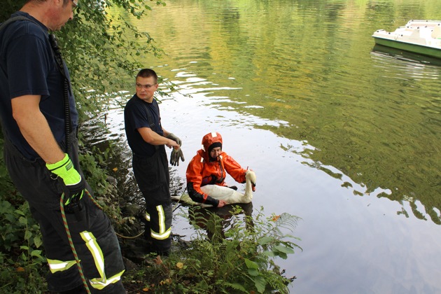 FW-DO: Hilflos auf der Ruhr treibender Schwan durch die Feuerwehrgerettet