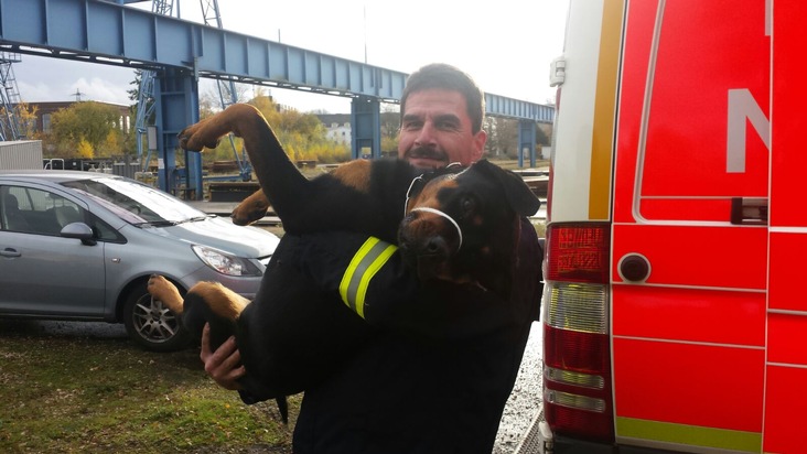 FW-D: Shila entlaufen und verletzt - Feuerwehr hilft Rottweilerdame