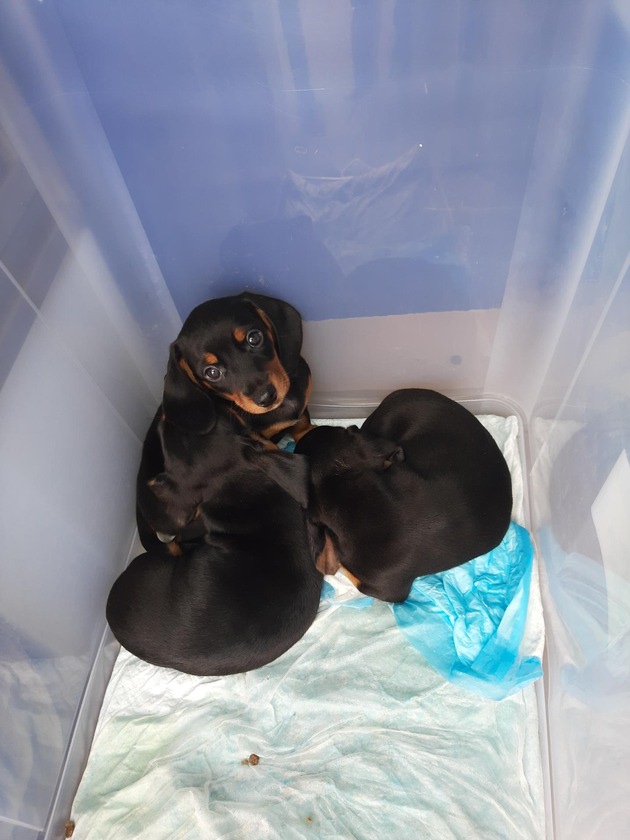 BPOLI LUD: Hundewelpen im Kofferraum