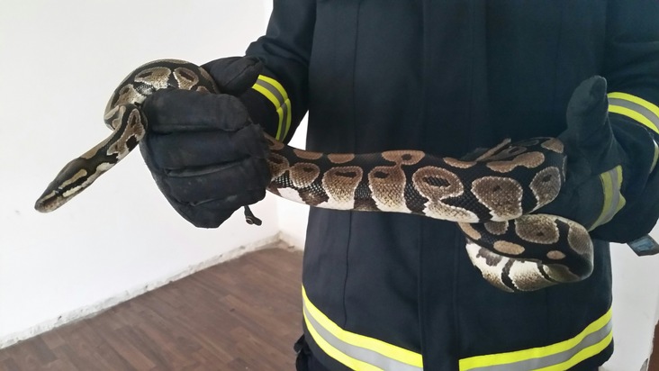 FW-D: Reptilienfachmann der Feuerwehr rettet Königspython aus Garten