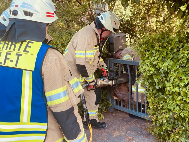 FW Lehrte: Reh in Eingangspforte eingeklemmt