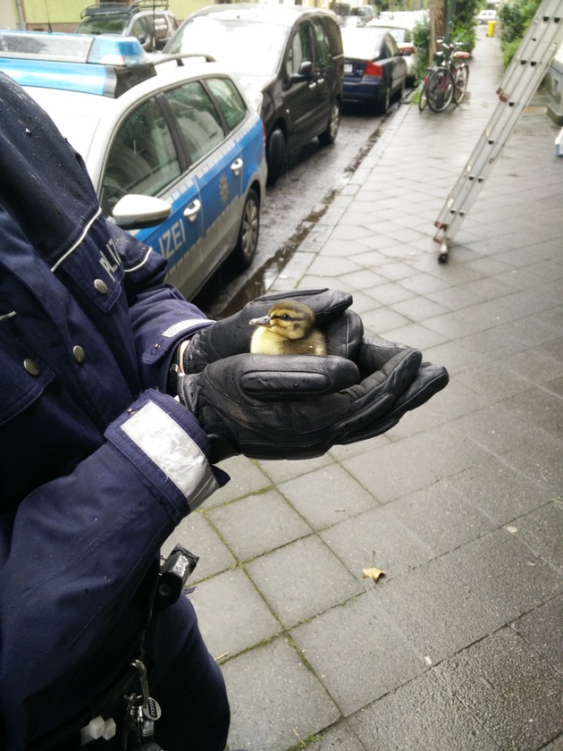POL-D: Eller - Aus dem Nest gehüpft - Polizisten retten Entenküken - Tierrettung im Einsatz