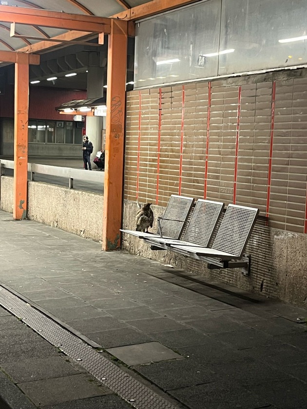 BPOL NRW: Tierische Einsätze - Bundespolizei und Feuerwehr retten Bienenvolk und Mäusebussard in Köln
