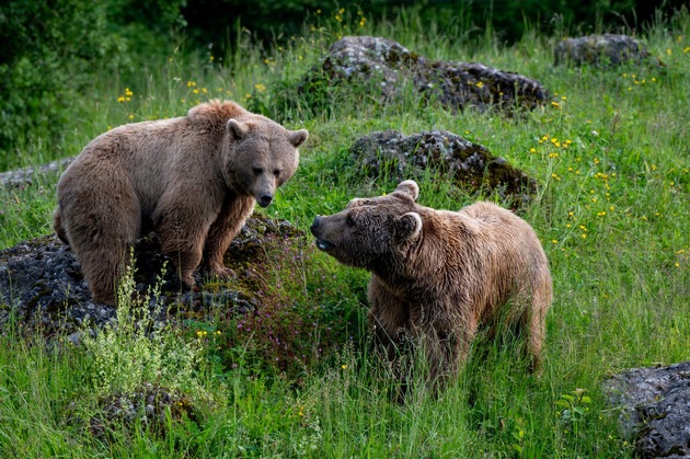 Erstmals seit 18 Jahren B&auml;rennachwuchs im Natur- und Tierpark Goldau