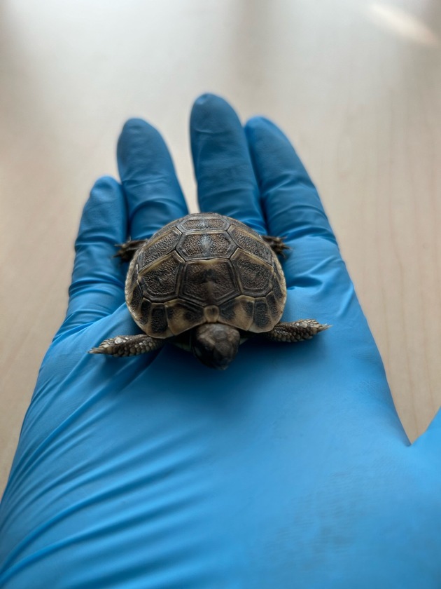 HZA-LÖ: Zoll verhindert illegale Einfuhr von geschützten Landschildkröten