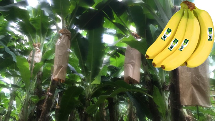 Wegweisende Optimierung für den Bananenanbau: NORMA spart ab sofort weitere 60 Tonnen überflüssiges Plastik ein! / Umweltfreundliche Schutzhüllen aus Papier, keine Plastikbanderolen im Verkauf (FOTO)