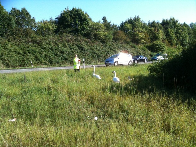 POL-D: Samstag, 1. September 2012, 9.15 Uhr - Kleine Schwanenfamilie von Autobahn gerettet - Jungvogel wächst nun sicher am &quot;Grünen See&quot; in Ratingen auf - Fotos hängen als Datei an