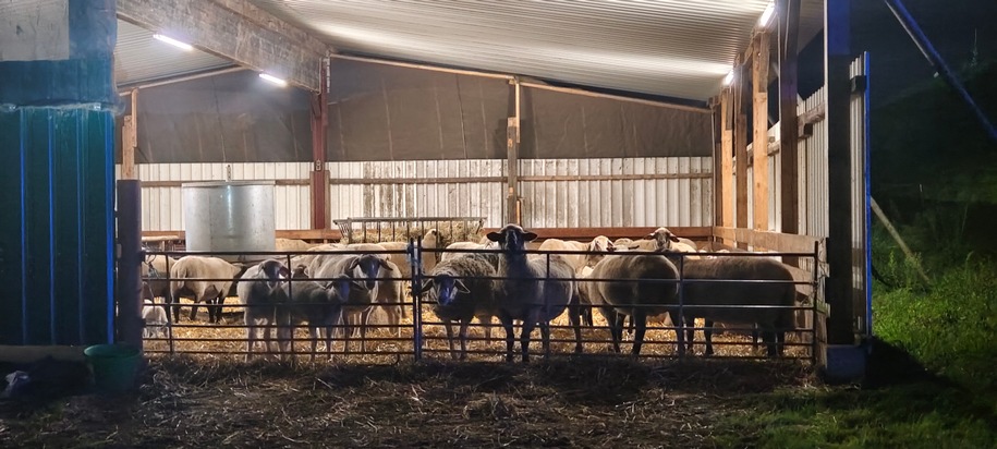 FW Grevenbroich: Feuer auf Grevenbroicher Schaf-Farm / Feuerwehr rettet hunderte Tiere - rund achtstündiger Einsatz der Wehr