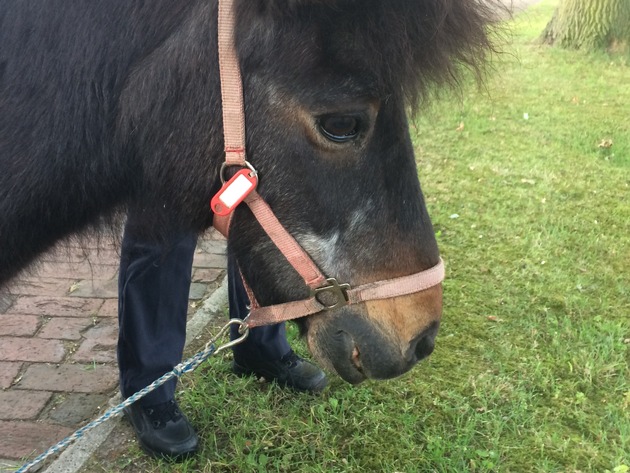 POL-OS: Bersenbrück - Shetland Pony zugelaufen