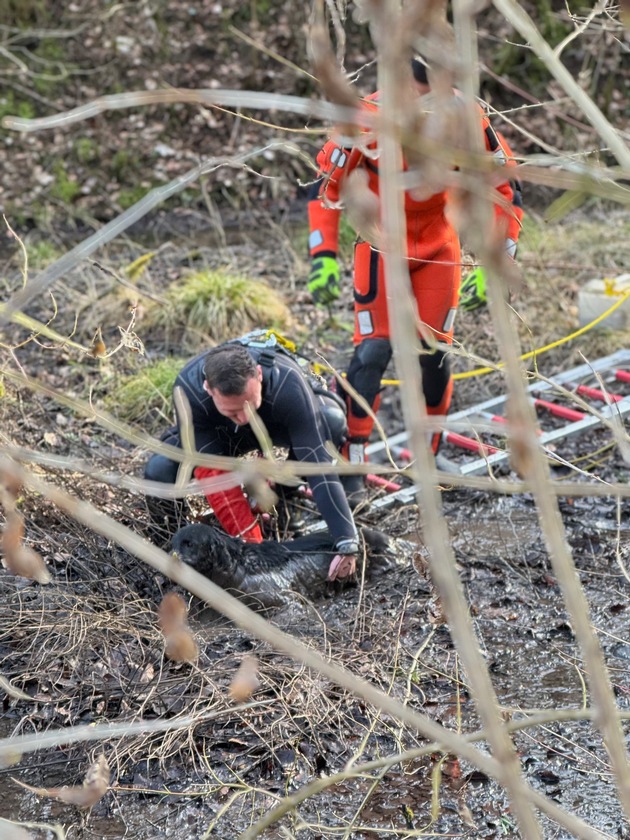 FW Stuttgart: Tierrettung im Moorgebiet in Stuttgart-Botnang