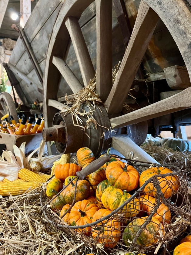 Kohlanschnitt, Teezeit und Krabbentage: SH-Ausflugstipps für Herbst- und Ferienzeit