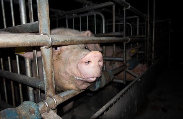 ANINOVA: Grausame Zustände in Schweinehaltung aufgedeckt - Deutsches Tierschutzbüro erstattet Strafanzeige gegen Schweinebetrieb in NRW