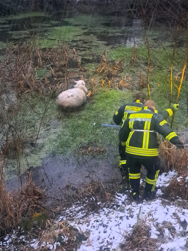 FW-EN: Schaf steckt in Tümpel fest - Tierrettung in Breckerfeld