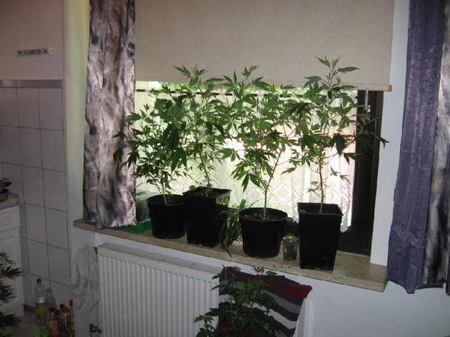 POL-GOE: (987/2008) Reger Besuch und abgedunkeltes Fenster - Hanfpflanzen von Polizei in Göttinger Wohnung aufgefunden und beschlagnahmt