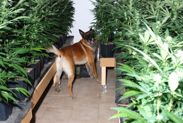 POL-WL: Polizei hebt Marihuana-Plantage aus Professionelle Kelleranlage in Appel-Eversen