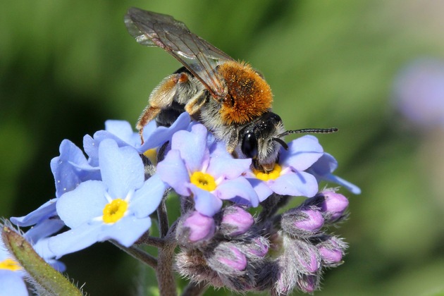 Bundesweiter Pflanzwettbewerb „Wir tun was für Bienen!“ 2022 erfolgreich beendet