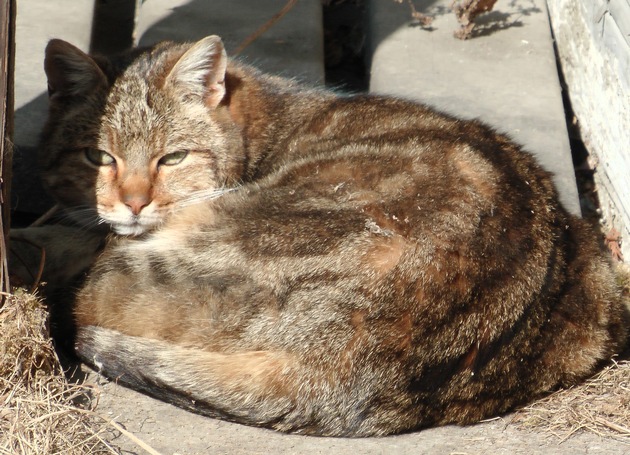 Pressemitteilung: Bündnis "Pro Katze" appelliert an Katzenhalter und die Politik