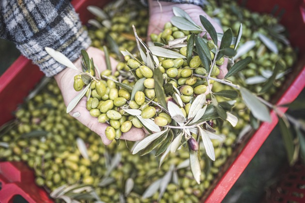Olivenöl aus dem Trentino