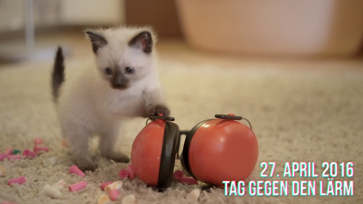 Katzenvideo wirbt für Lärmschutz / Tag gegen Lärm am 27. April 2016