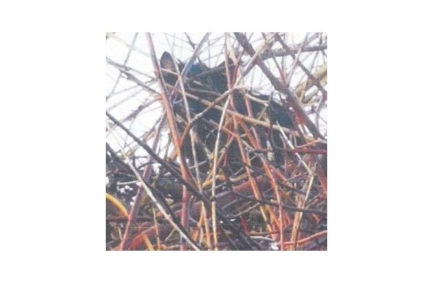 LPI-NDH: Katzenwelpen ausgesetzt - Polizei sucht Zeugen