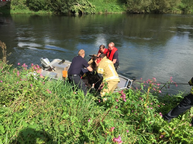 FW Menden: Hilfloses Schaf in der Ruhr