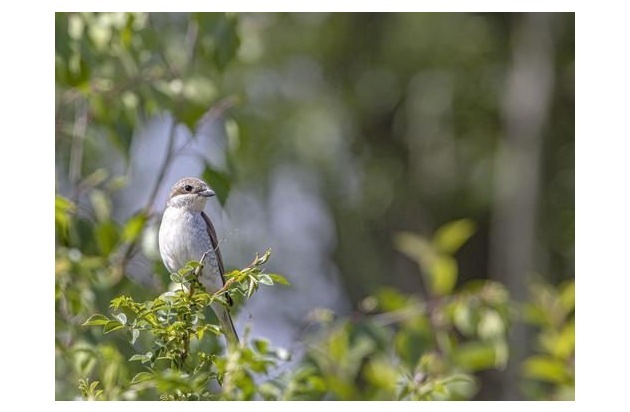 PM Erbschaft ermöglicht Naturschutzprojekt: Neue Lebensräume für bedrohte Vögel im Rotachtal