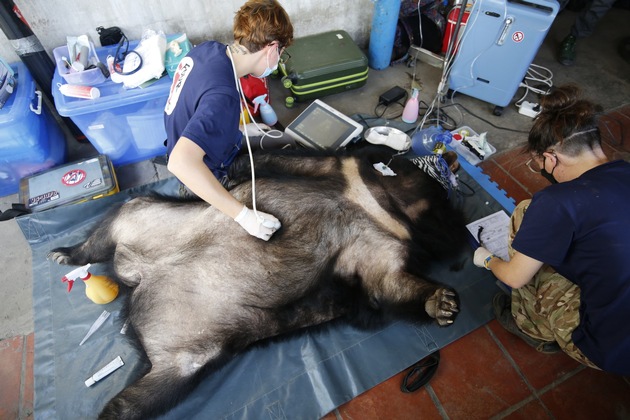 QUATRE PATTES sauve neuf ours enfermés depuis  plus de 17 ans dans des cages minuscules au Vietnam