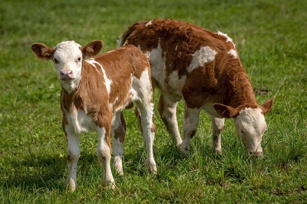 Milchüberschuss in der Schweiz: MuKa als Ausweg