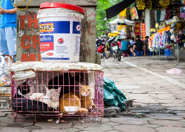 Reiseanbieter unterstützen Kampf gegen Hunde- und Katzenfleischhandel in Südostasien