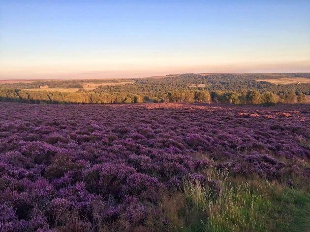 Wenn die Hügel lila blühen: Heidesaison in der Outdoor City Sheffield