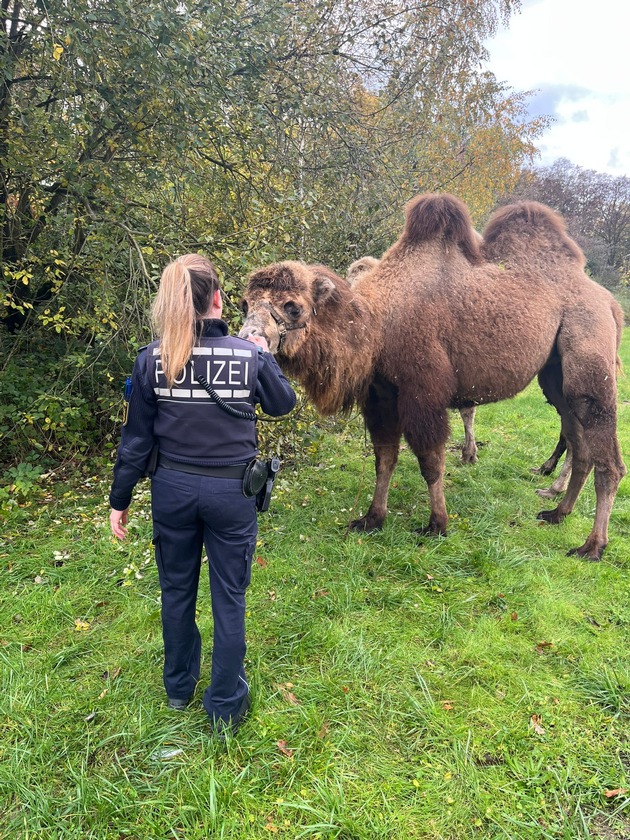POL-OG: Rastatt - Freiheitsliebende Kamele eingefangen - Mit guten Nachrichten ins Wochenende