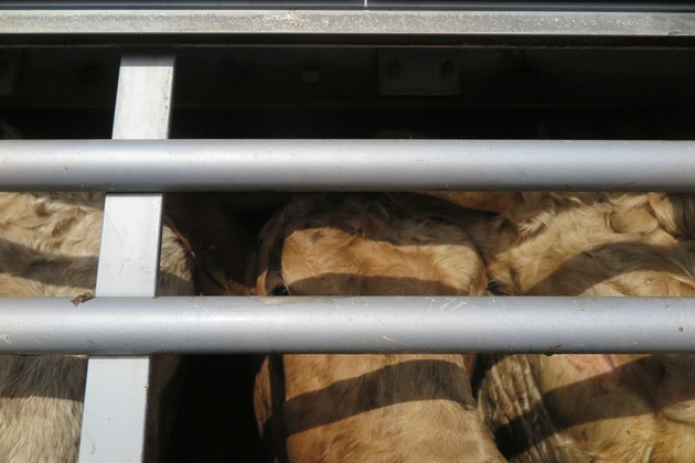 POL-WE: Zwischenstopp für Rinder - Kontrolle für den Tierschutz