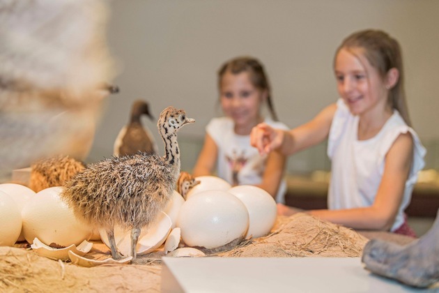 Naturmuseum St.Gallen: Von der kleinen Welt des Eies hinaus ins Universum