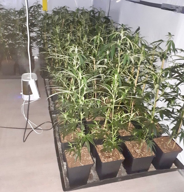 ZOLL-E: Proessionelle Marihuana-Plantage ausgehoben - 220 Marihuanapflanzen, 5 kg fertiges Marihuana, 1 kg Amphetamin und ca. 3.500 euro Bargeld sichergestellt