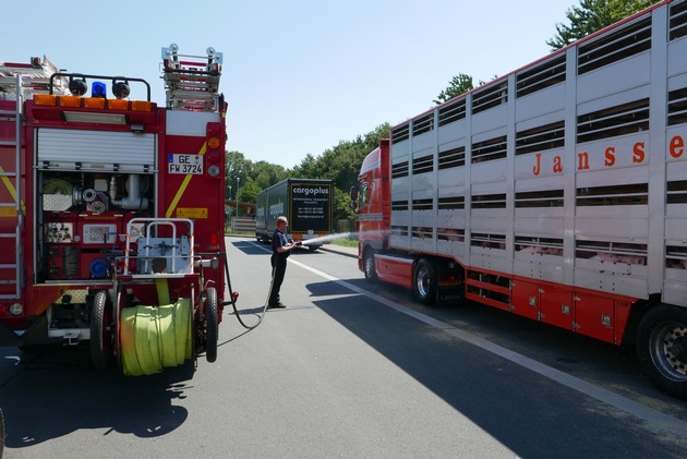 FW-GE: Schweine in Not - Feuerwehr Gelsenkirchen hilft 500 Schweinen in überhitztem Tiertransporter