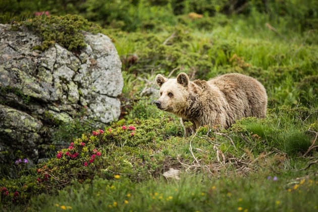 Die Bären Sam und Jamila treffen am 20. Mai 2022 im Arosa Bärenland ein