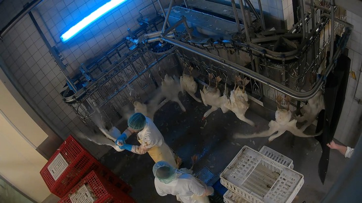 ANINOVA: Geworfen, geschlagen, misshandelt: ANINOVA deckt Tierqu&auml;lerei in "Dithmarscher-Gefl&uuml;gel" Schlachthof in Brandenburg auf - Strafanzeige erstattet